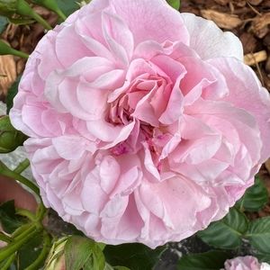 Meet your Posher, Helene